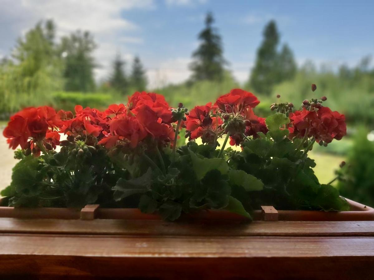Pensiunea Maya Sîmbăta de Sus Exterior foto